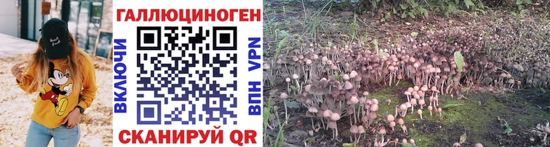 Псилоцибиновые грибы Psilocybe Судак